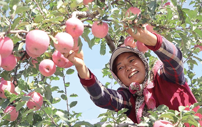 莆田能种苹果吗吗最近新闻莆田侨乡时报新品种水果蔗获丰收